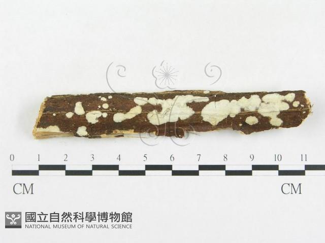 登錄號:F0004514藏品圖，第1張