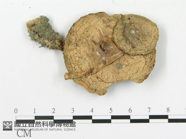 傘菌屬藏品圖，第1張