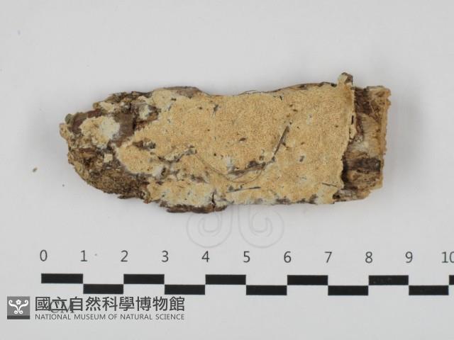 登錄號:F0032514藏品圖，第2張