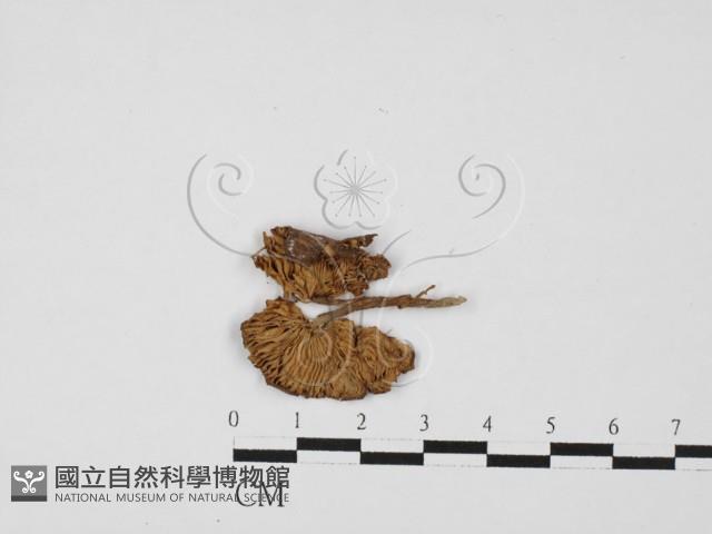 登錄號:F0027514藏品圖，第1張