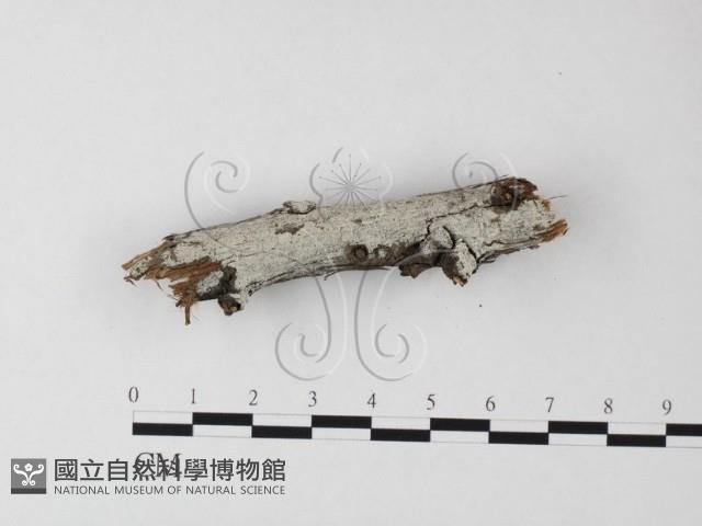 冇骨消絲齒菌藏品圖，第1張