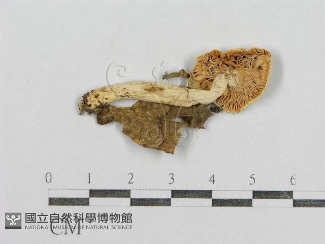 紅菇屬藏品圖，第1張