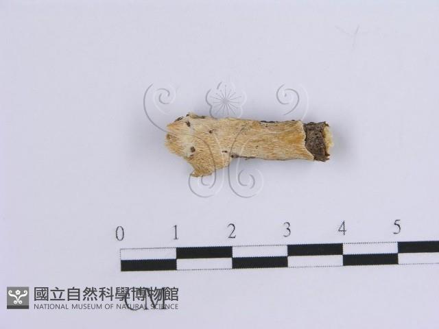 登錄號:F0015514藏品圖，第1張