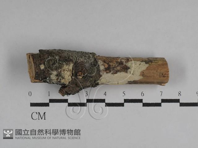 登錄號:F0029514藏品圖，第1張