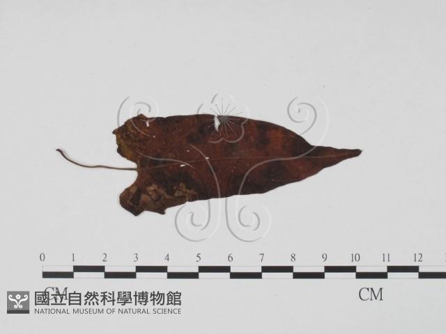 登錄號:F0019514藏品圖，第1張