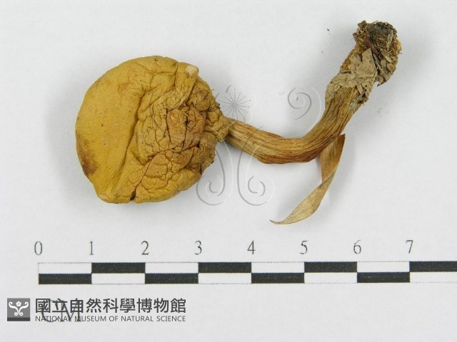 絨蓋牛肝菌屬藏品圖，第1張