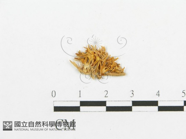 登錄號:F0013514藏品圖，第1張