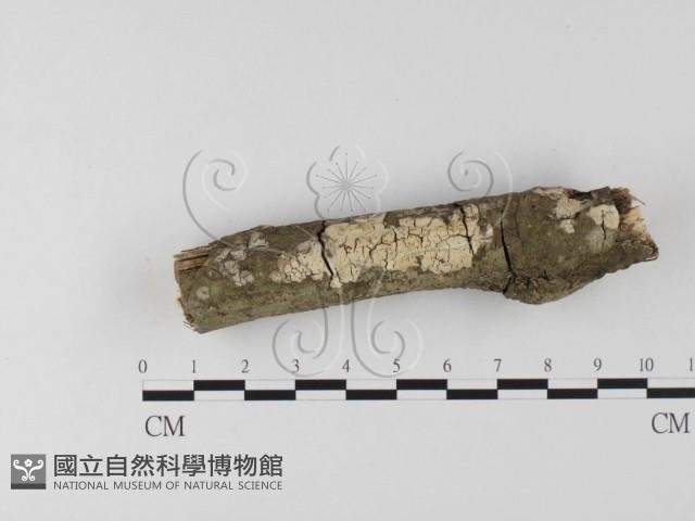 登錄號:F0020114藏品圖，第1張