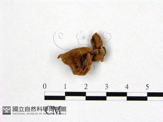 登錄號:F0010114藏品圖，第1張