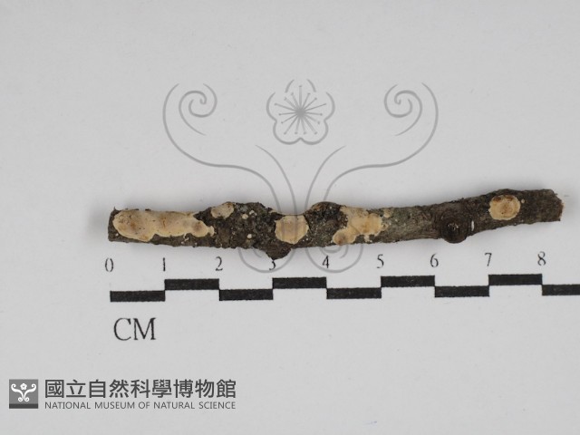 刺皮菌屬藏品圖，第1張