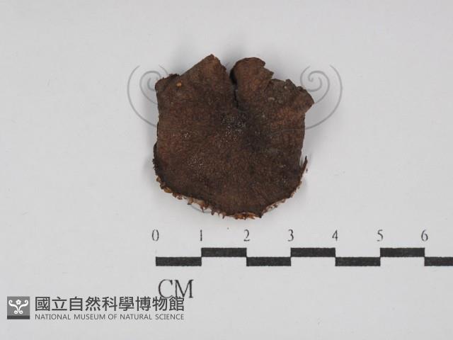 登錄號:F0026114藏品圖，第1張