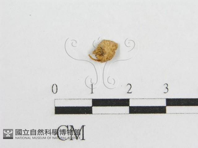 微皮傘屬藏品圖，第1張