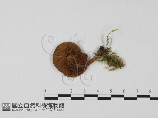 登錄號:F0011114藏品圖，第1張