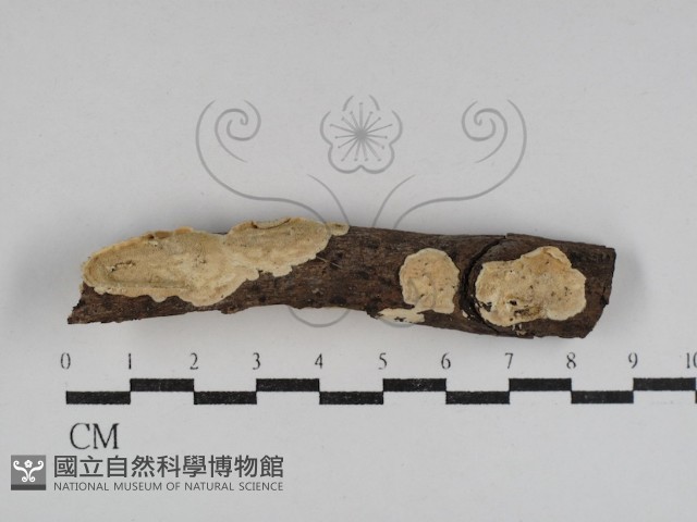 齒耳菌屬藏品圖，第1張