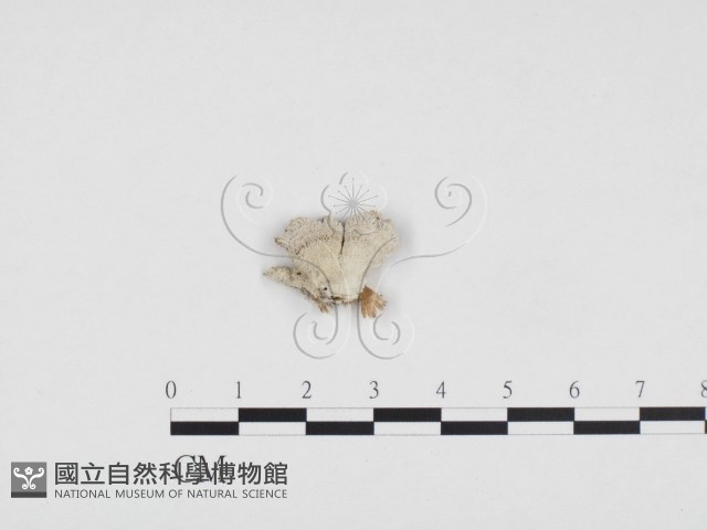裂褶菌藏品圖，第1張