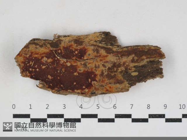 登錄號:F0034114藏品圖，第1張