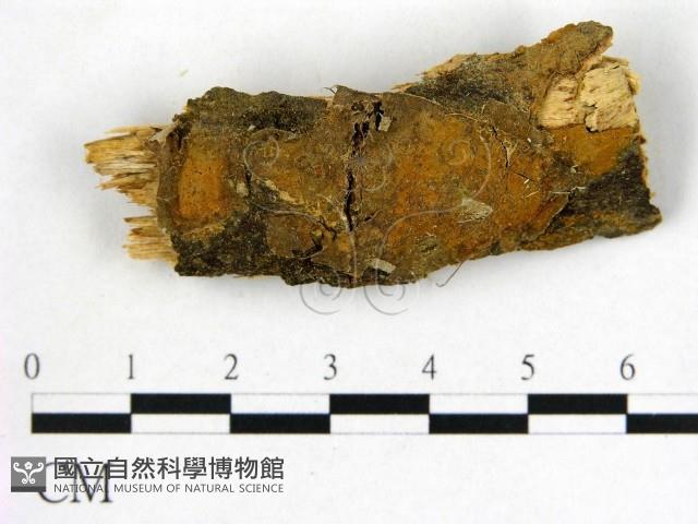 登錄號:F0022114藏品圖，第1張