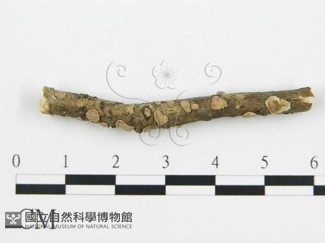 盤革菌屬藏品圖，第1張