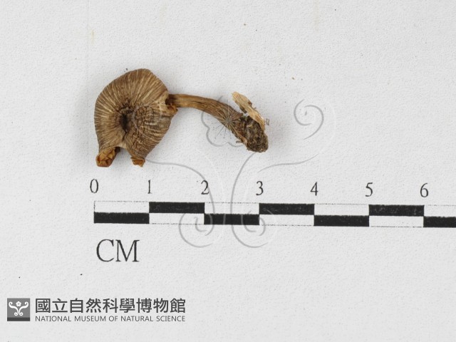 登錄號:F0027114藏品圖，第1張