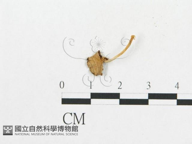 登錄號:F0013114藏品圖，第1張