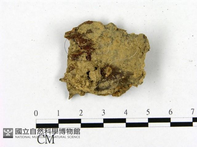 登錄號:F0020014藏品圖，第1張