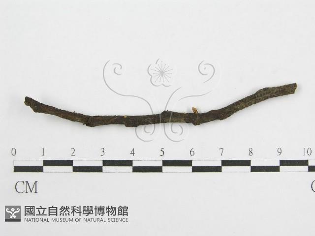 微皮傘屬藏品圖，第1張