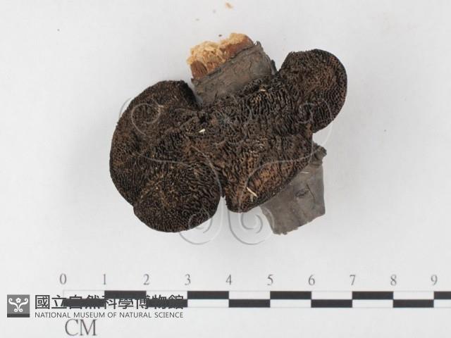 蜂窩菌屬藏品圖，第1張