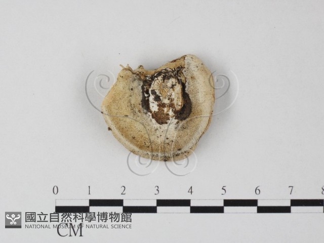 多年臥孔菌屬藏品圖，第1張