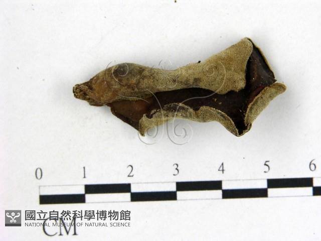 登錄號:F0012014藏品圖，第1張
