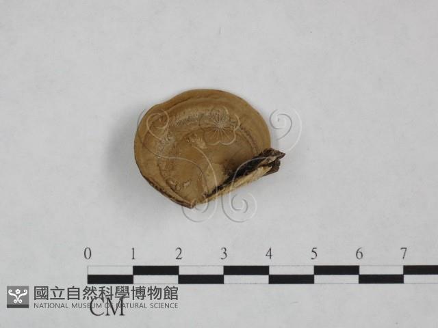 登錄號:F0025014藏品圖，第1張