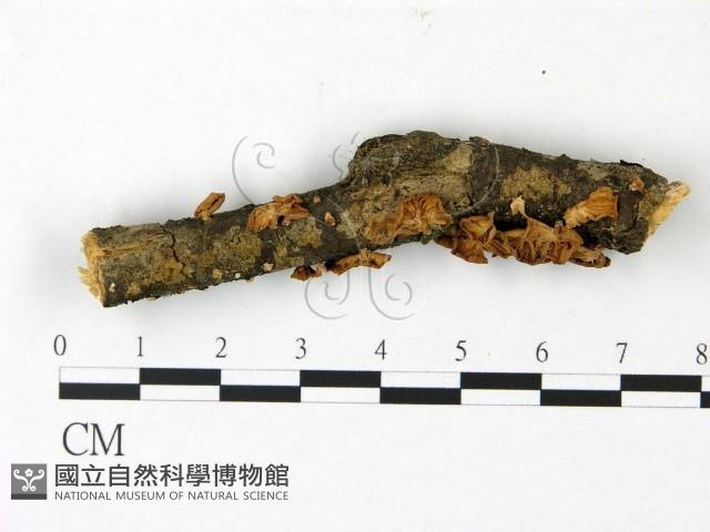 登錄號:F0023014藏品圖，第1張