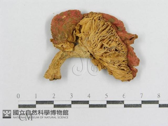 紅菇屬藏品圖，第1張