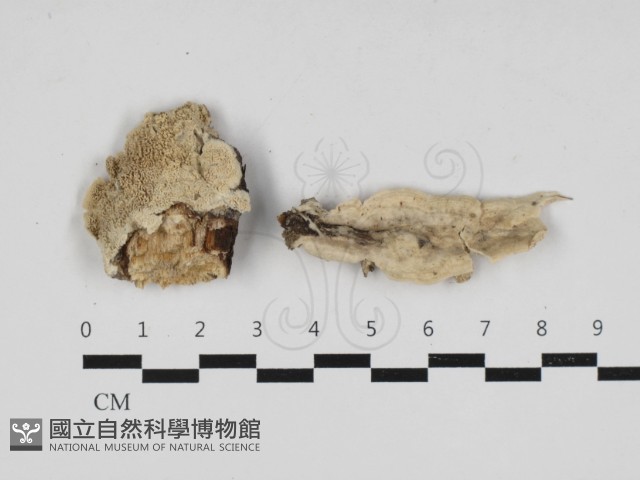 登錄號:F0033014藏品圖，第1張
