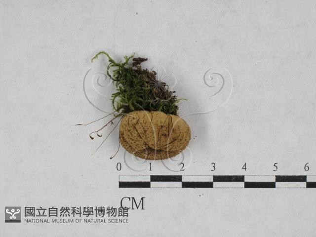 登錄號:F0028314藏品圖，第1張