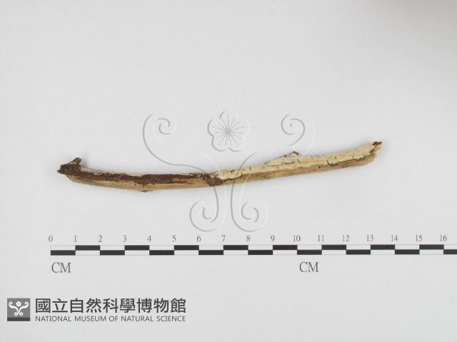 登錄號:F0000314藏品圖，第1張