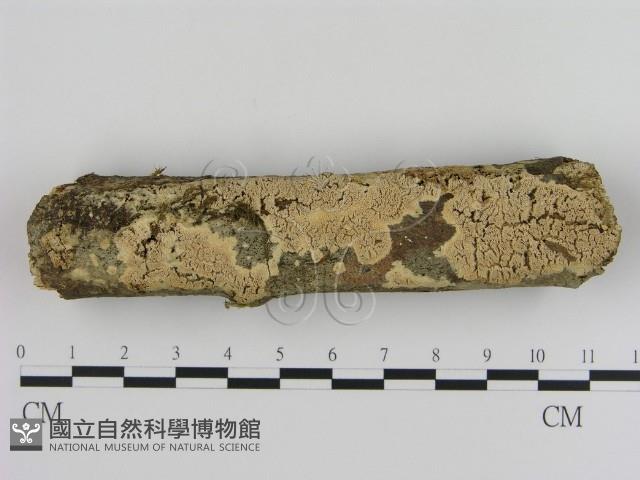 登錄號:F0010314藏品圖，第1張