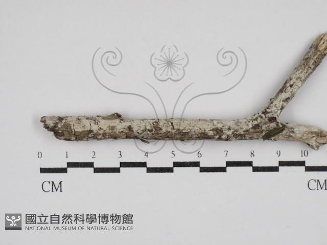 登錄號:F0030314藏品圖，第1張