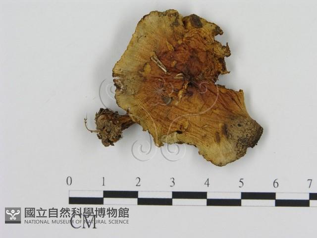 登錄號:F0016314藏品圖，第1張