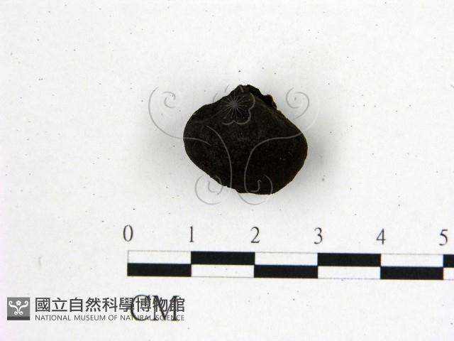 登錄號:F0001314藏品圖，第1張