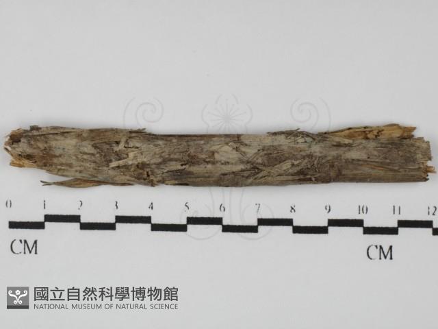 粗糙孢菌屬藏品圖，第1張