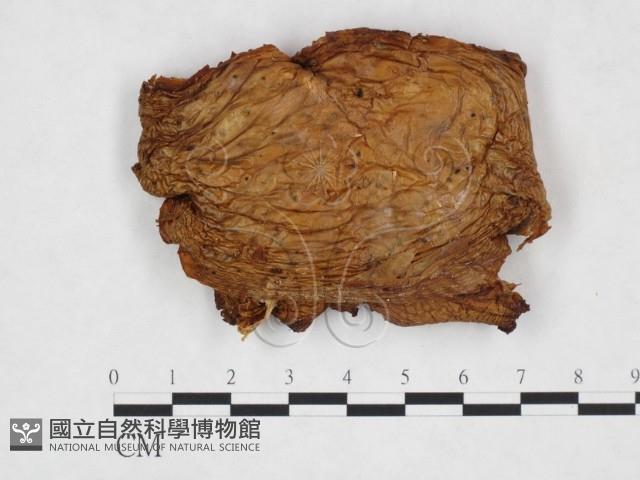 登錄號:F0024314藏品圖，第3張