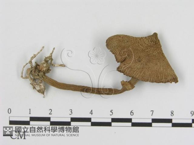 登錄號:F0014314藏品圖，第1張