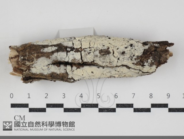 剛毛絲皮菌藏品圖，第1張