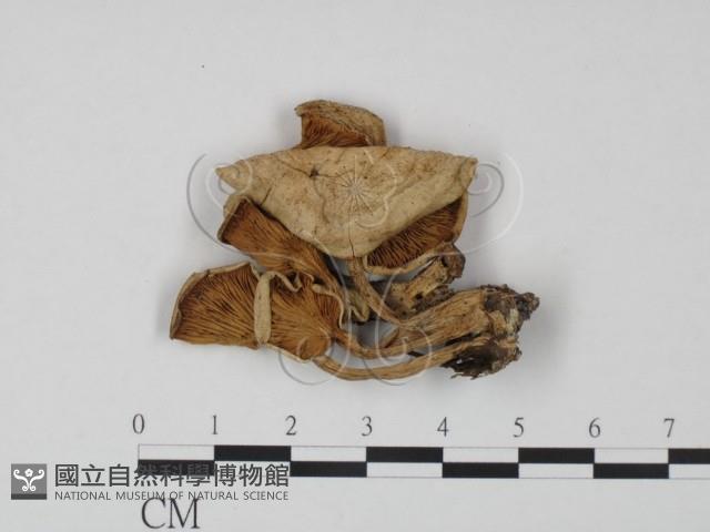 登錄號:F0022314藏品圖，第1張