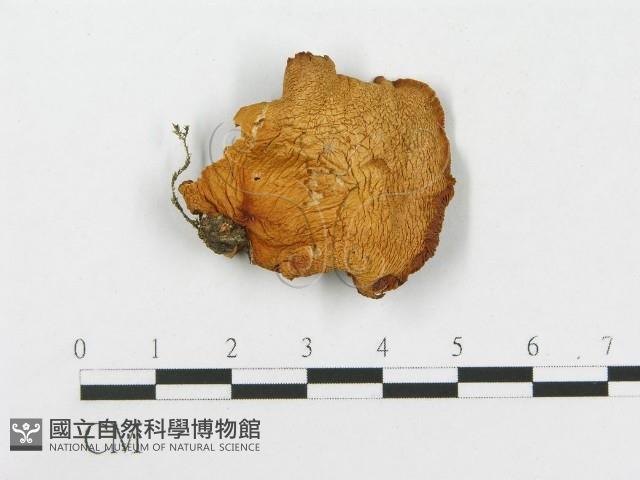 登錄號:F0012314藏品圖，第1張
