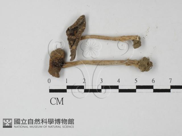 登錄號:F0027314藏品圖，第1張