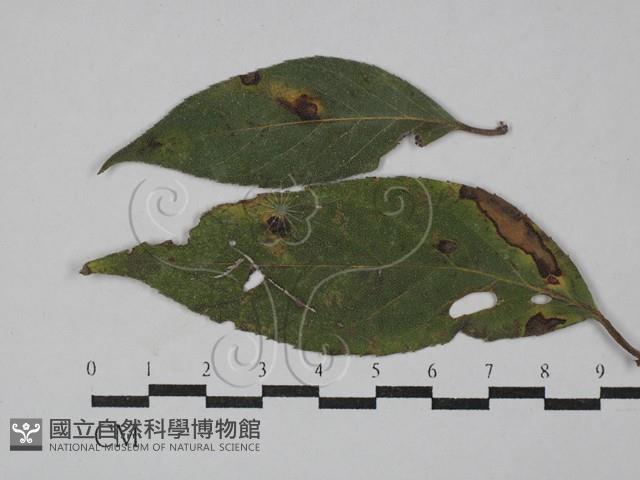 登錄號:F0029314藏品圖，第1張