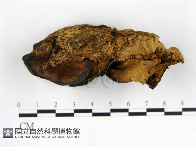 登錄號:F0003314藏品圖，第1張