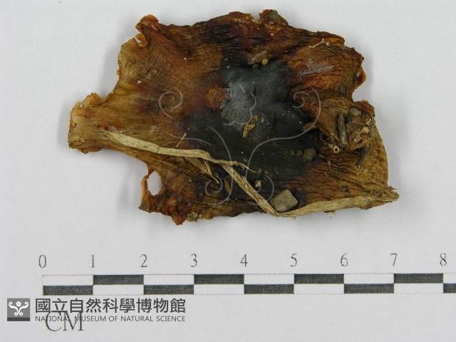 登錄號:F0013314藏品圖，第1張