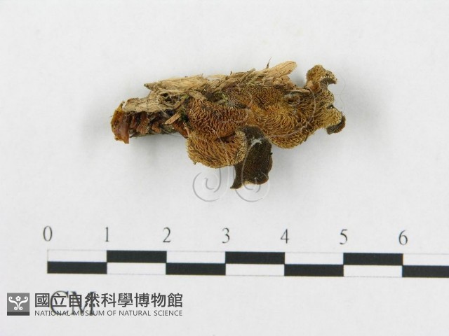 登錄號:F0008254藏品圖，第1張